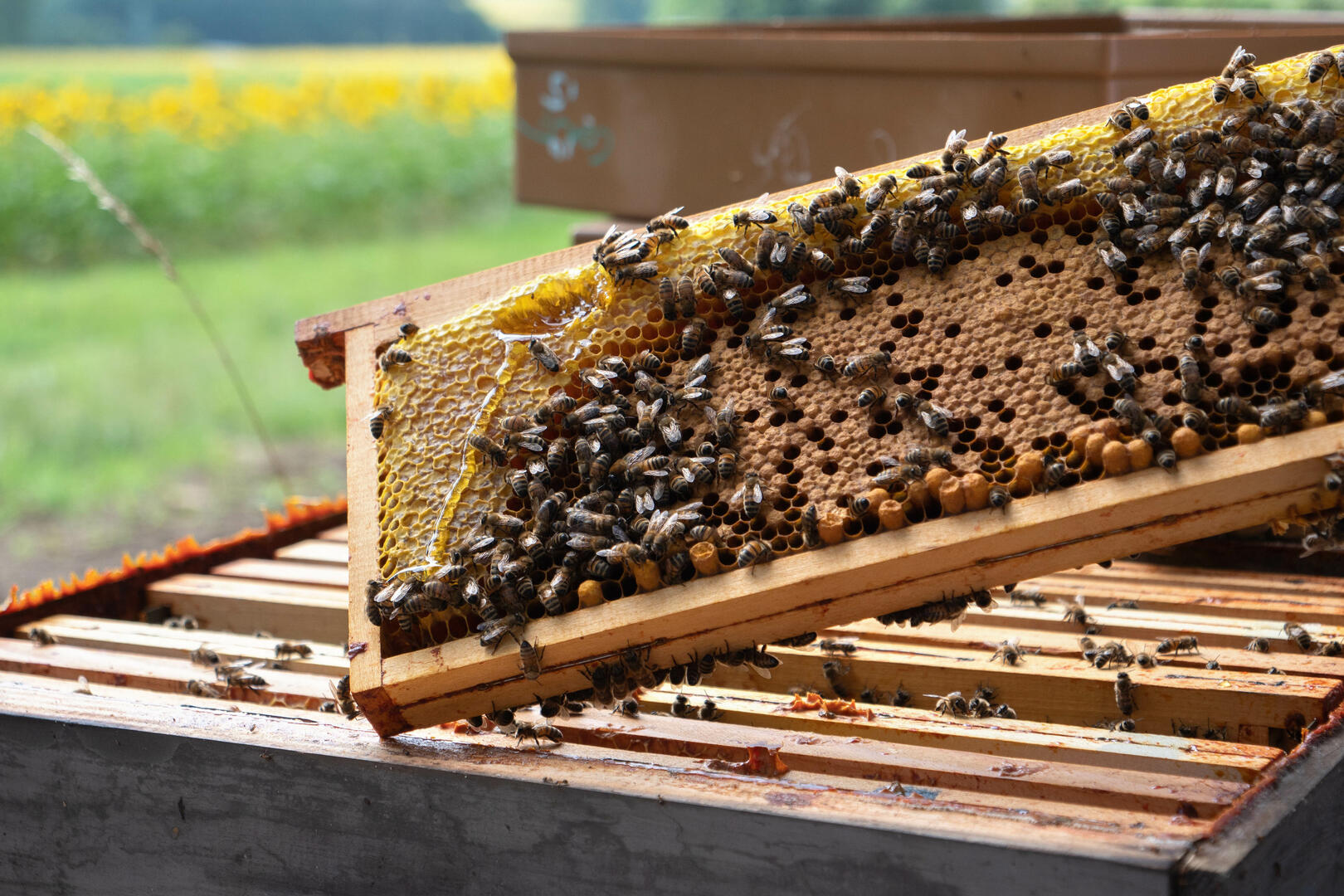 49__angers__anne_gourin__1439__apiculture_49_angers_anne_gourin_1439_apiculture_04