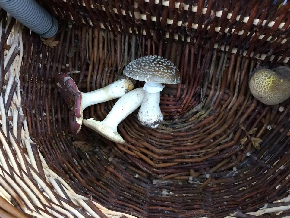 Cueillette champignons Mycologie Fontenay