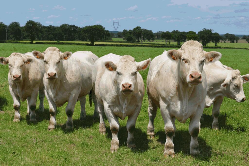 charolais