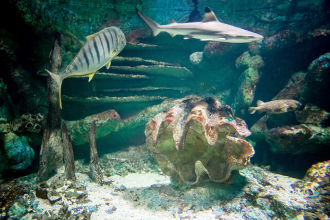 iledenoirmoutier-aquarium-sealand-2021-201566