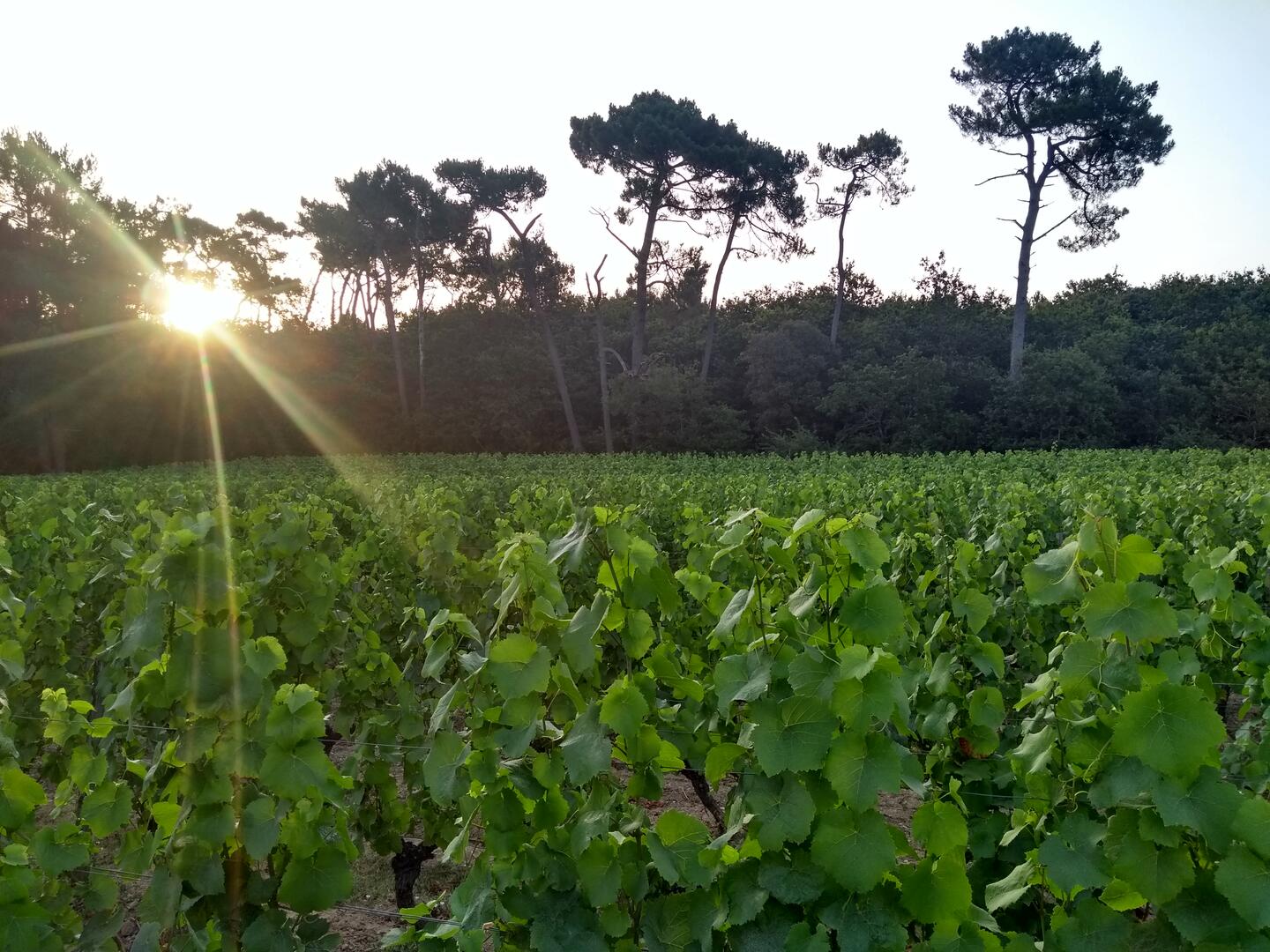 l'orée du sabia