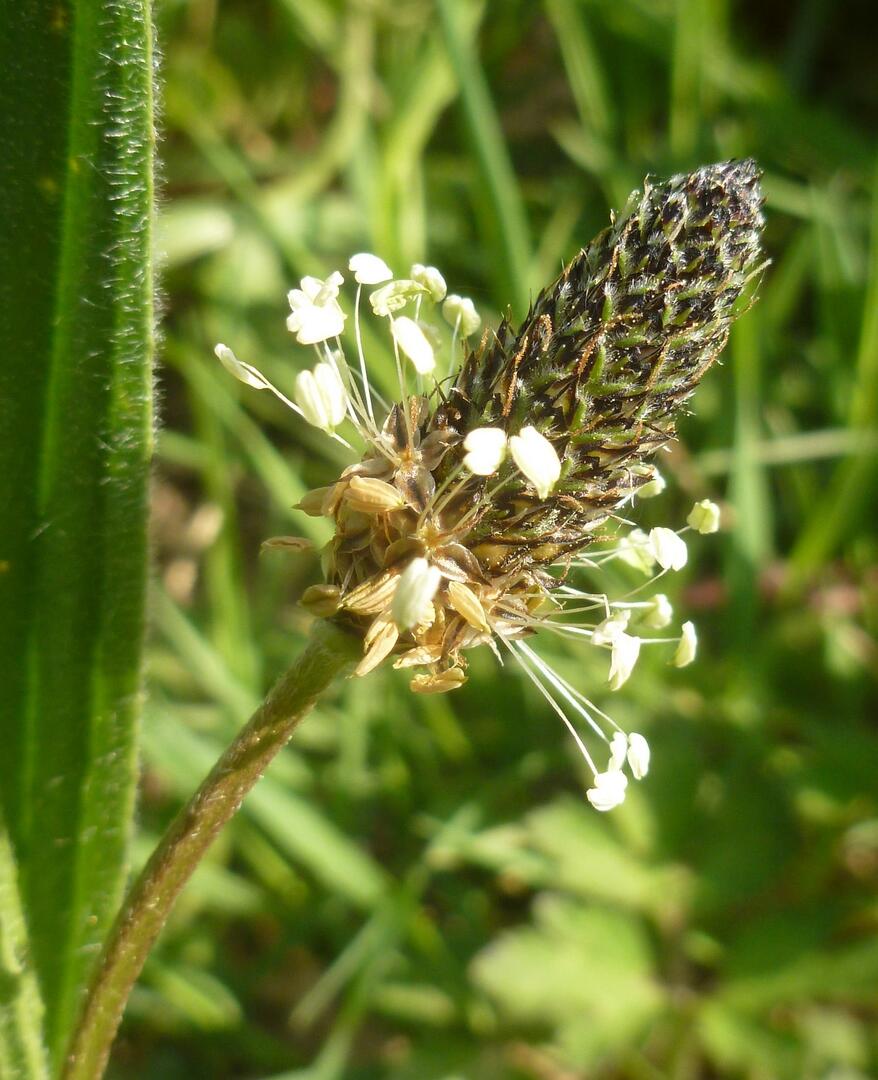 plantain ADEV