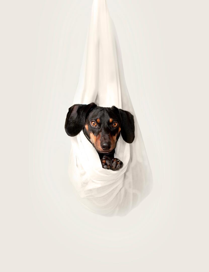 toilettage canin et pension canine