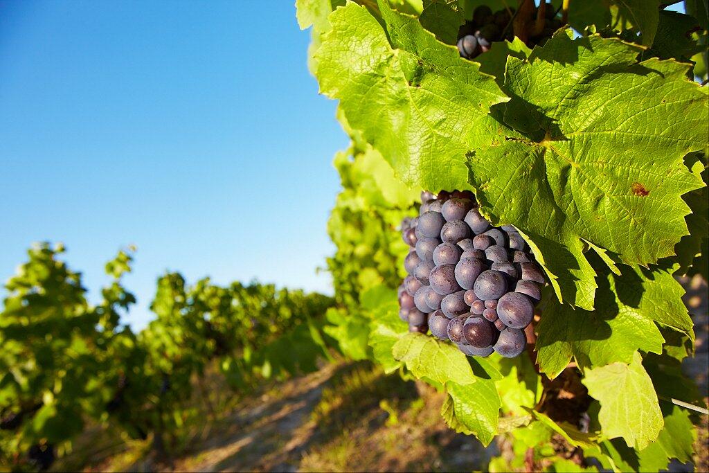 vignoble