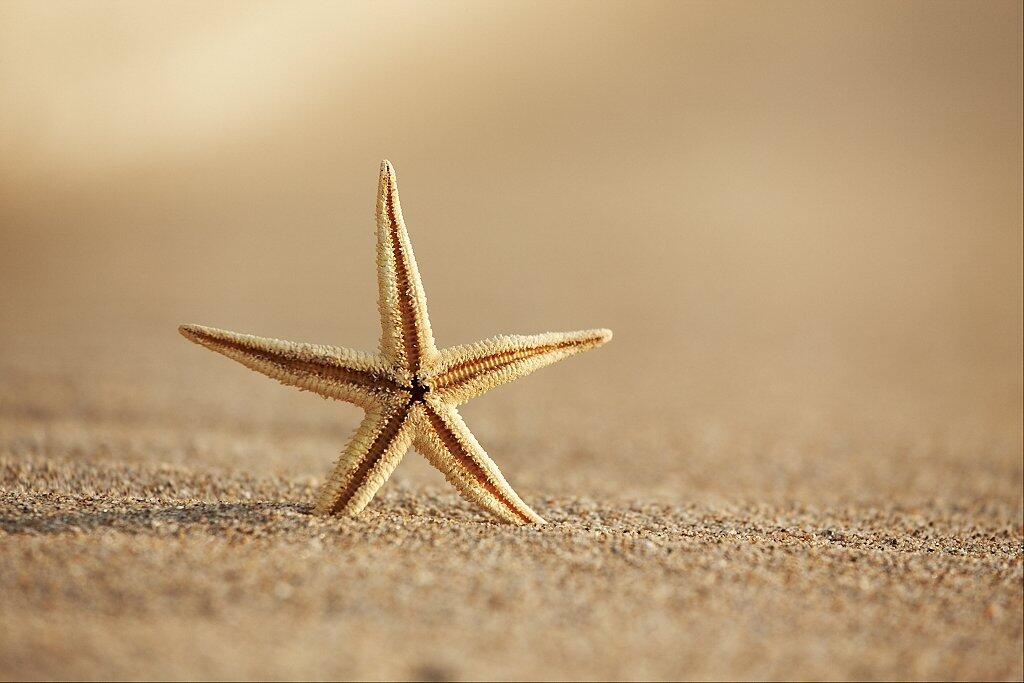 2126_etoile_de_mer