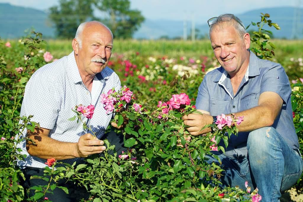 rose g'Ardenne