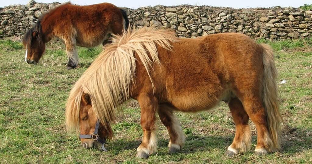 Poney