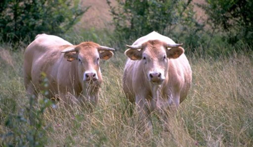 Ferme de Cos