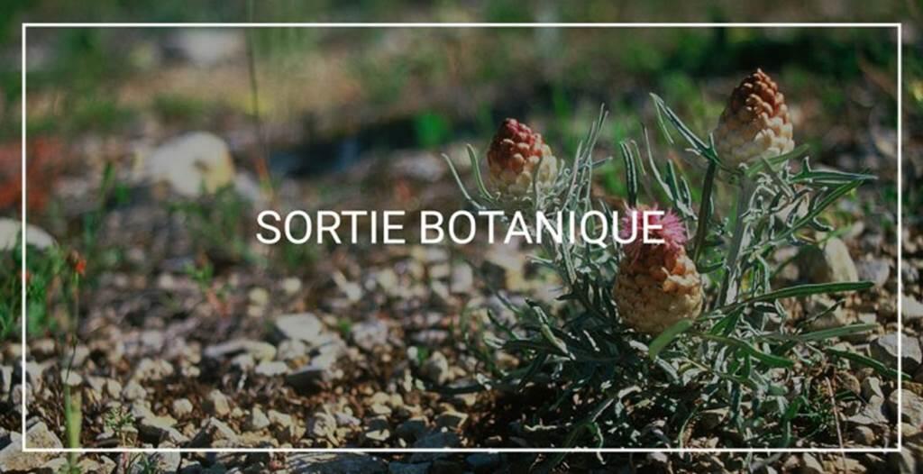 Sortie botanique