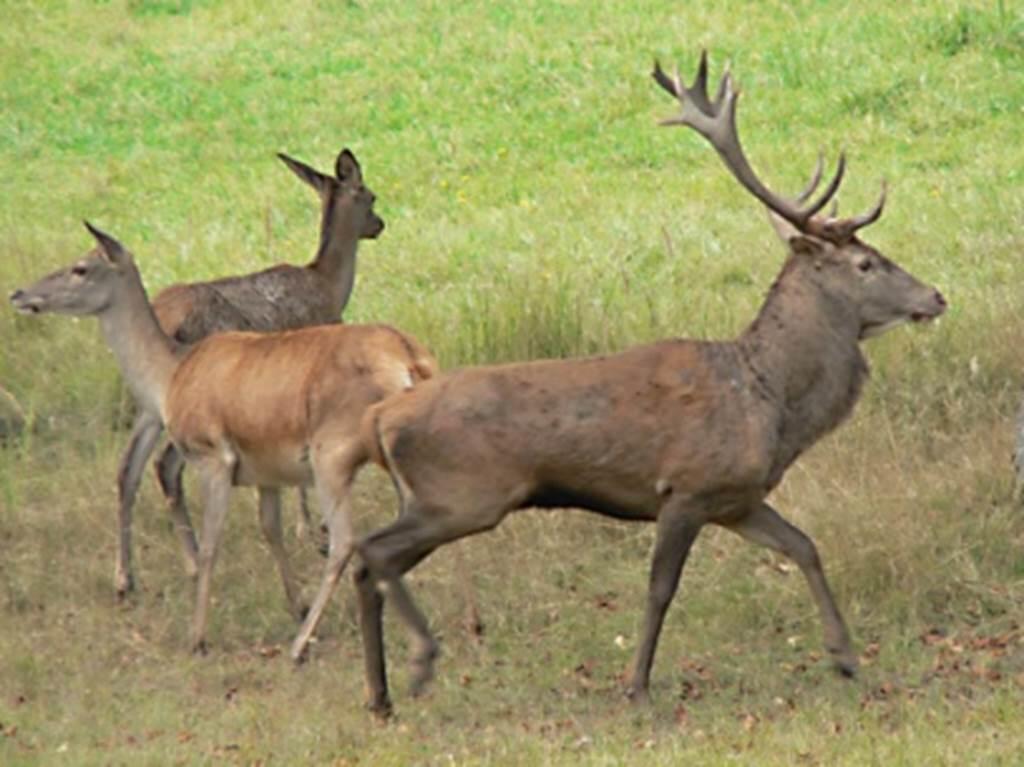 Grande Faune Sauvage