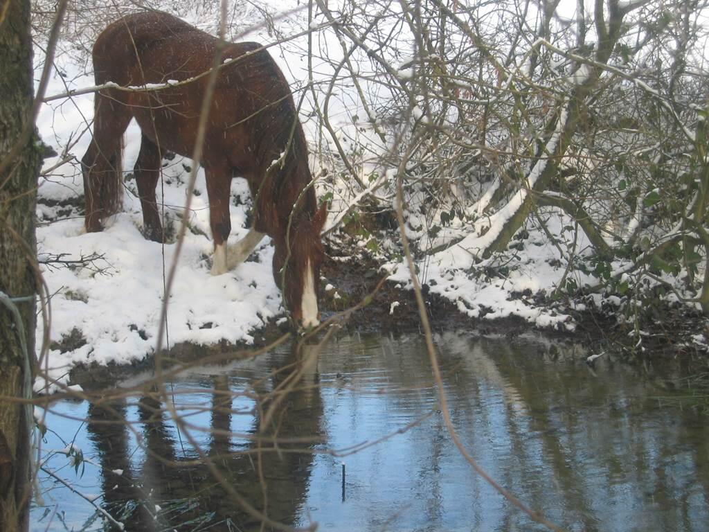 cheval