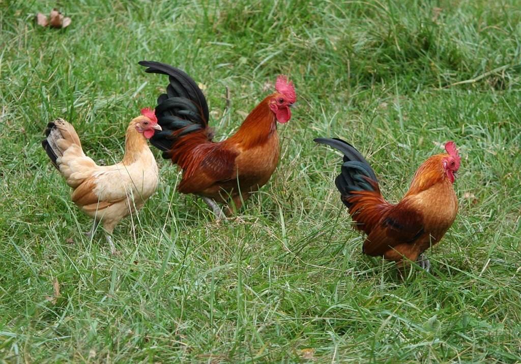 Lasbourdettes