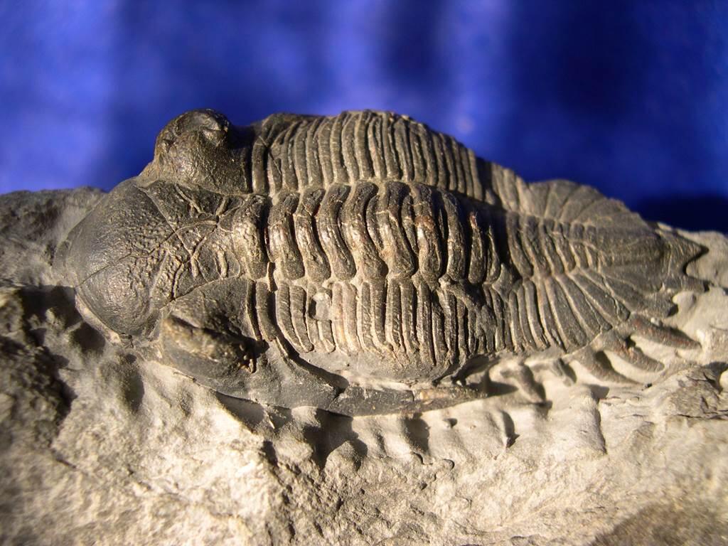 Trilobite
