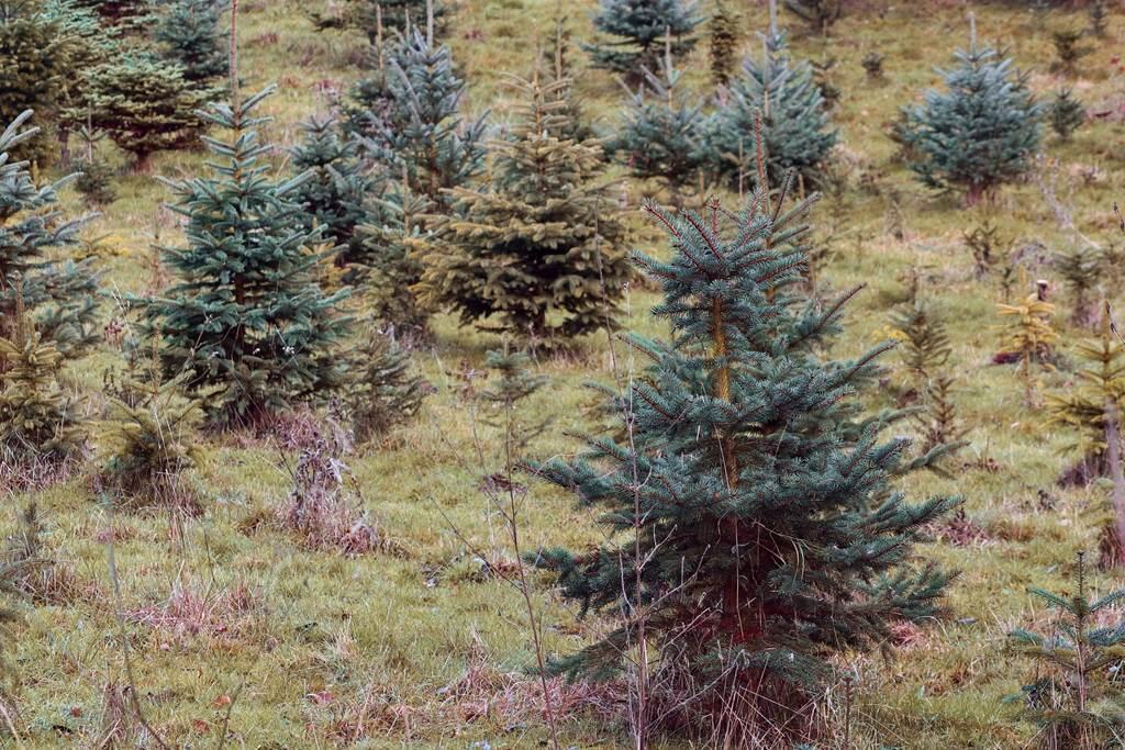 Sapins
