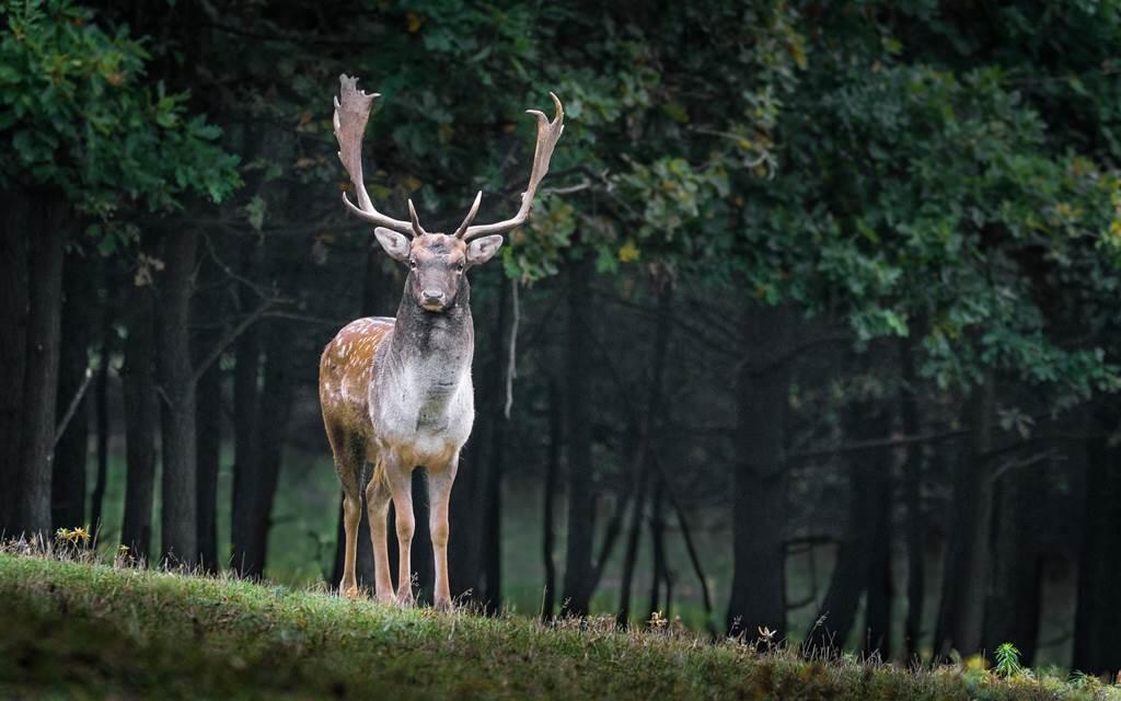 cerf