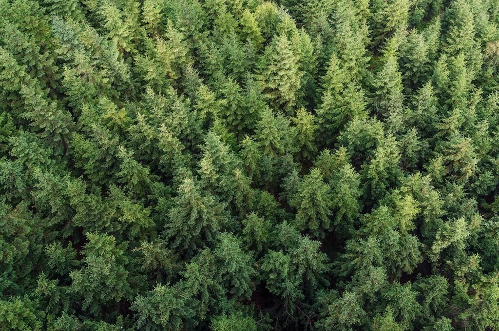 Office national des forêts