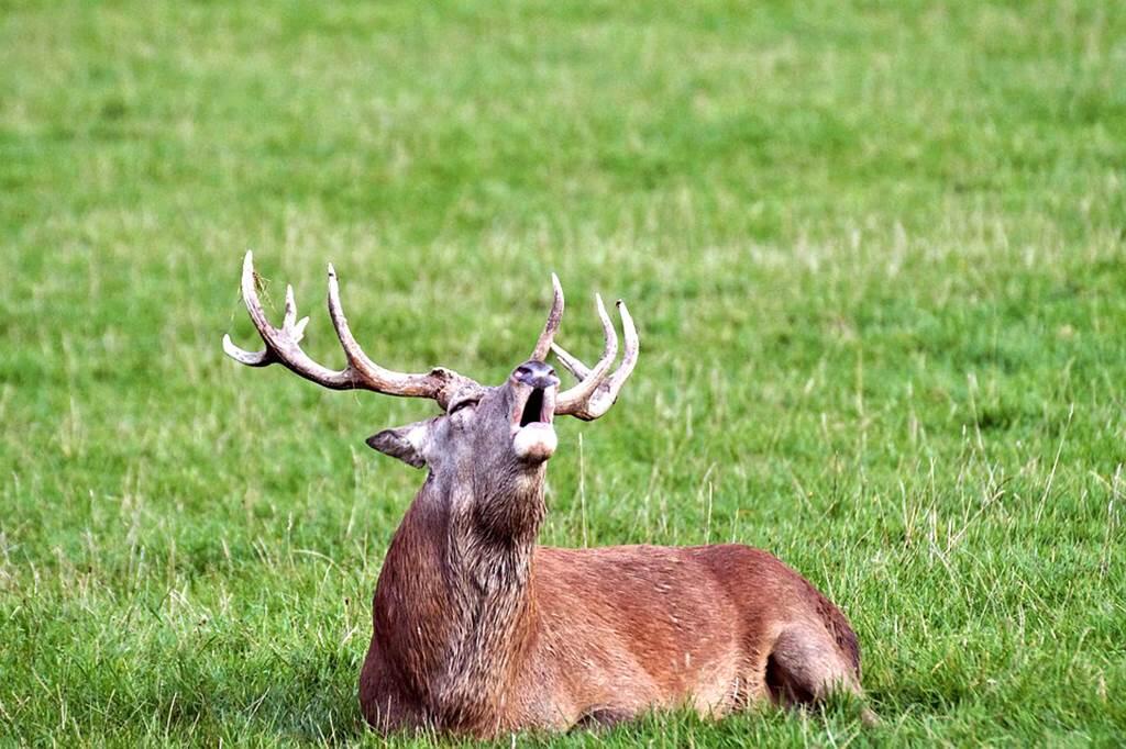 Brame du Cerf