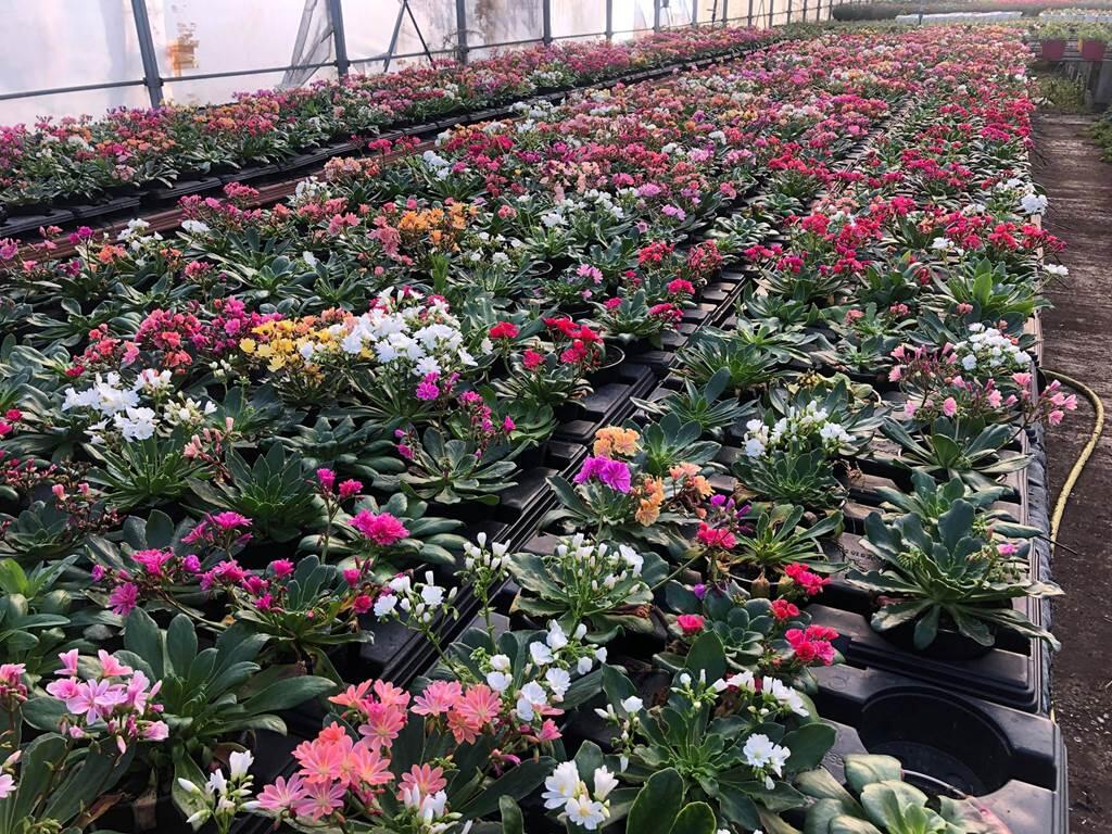 Les Floralies