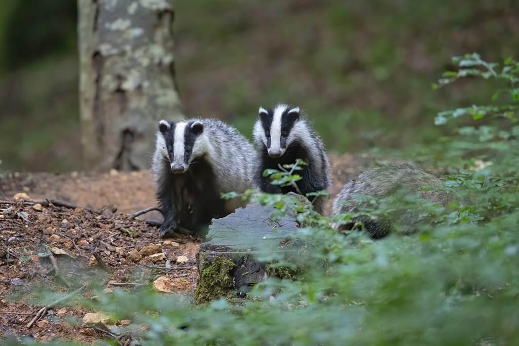 Sortie nature