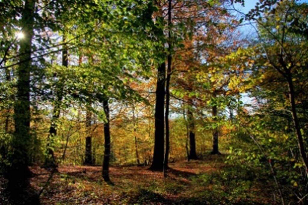 Découverte de la forêt en automne, fruits et baies sauvages
