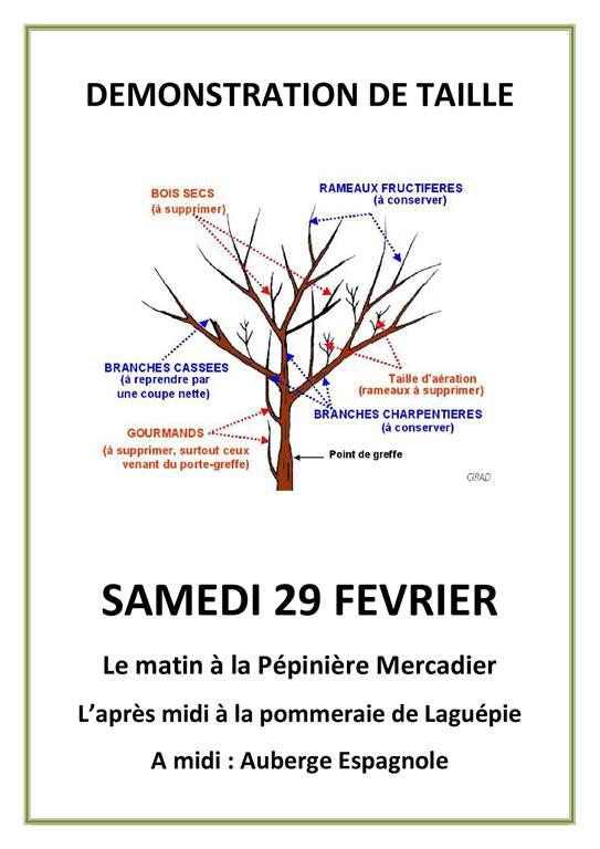 taille