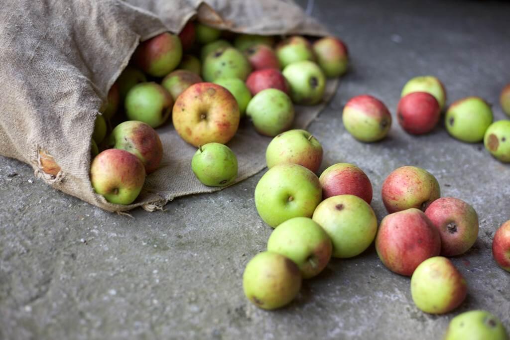 Fruits