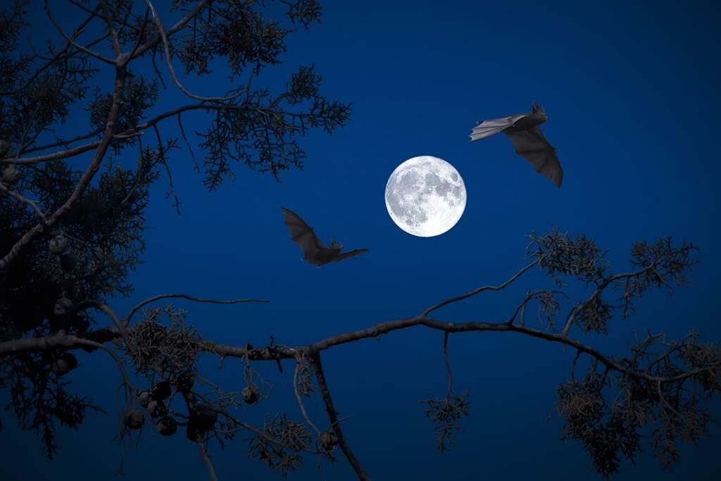 Nuit de la chauve-souris