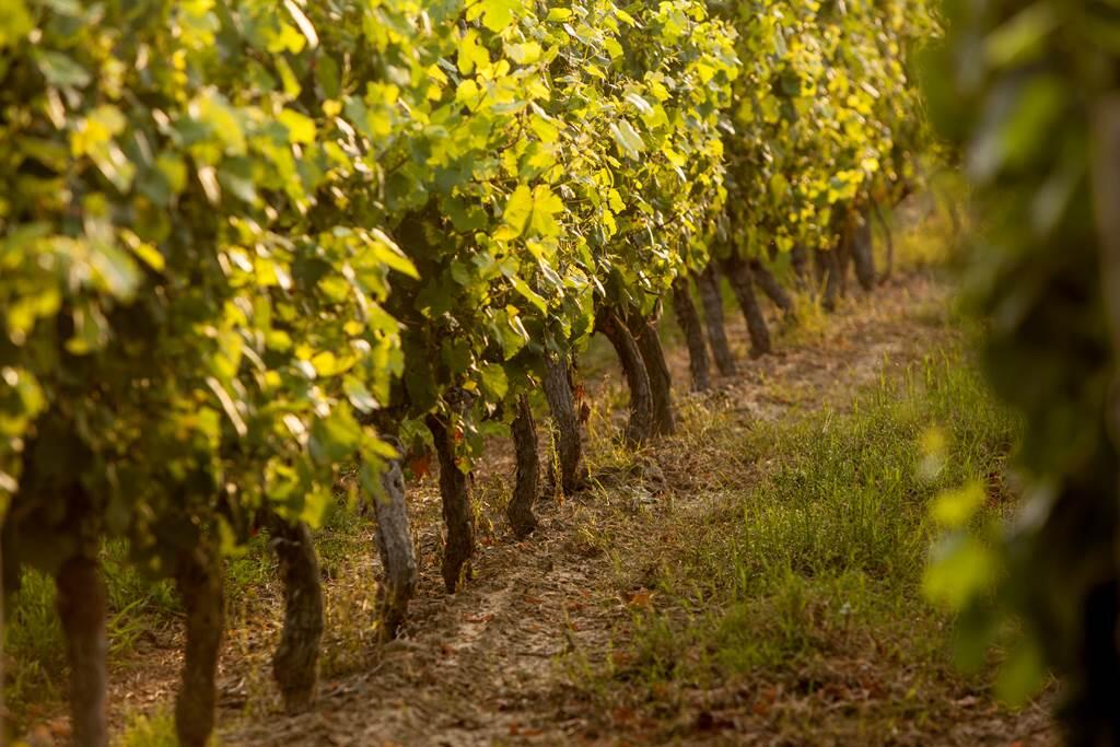 vignoble de Fronton - vignes