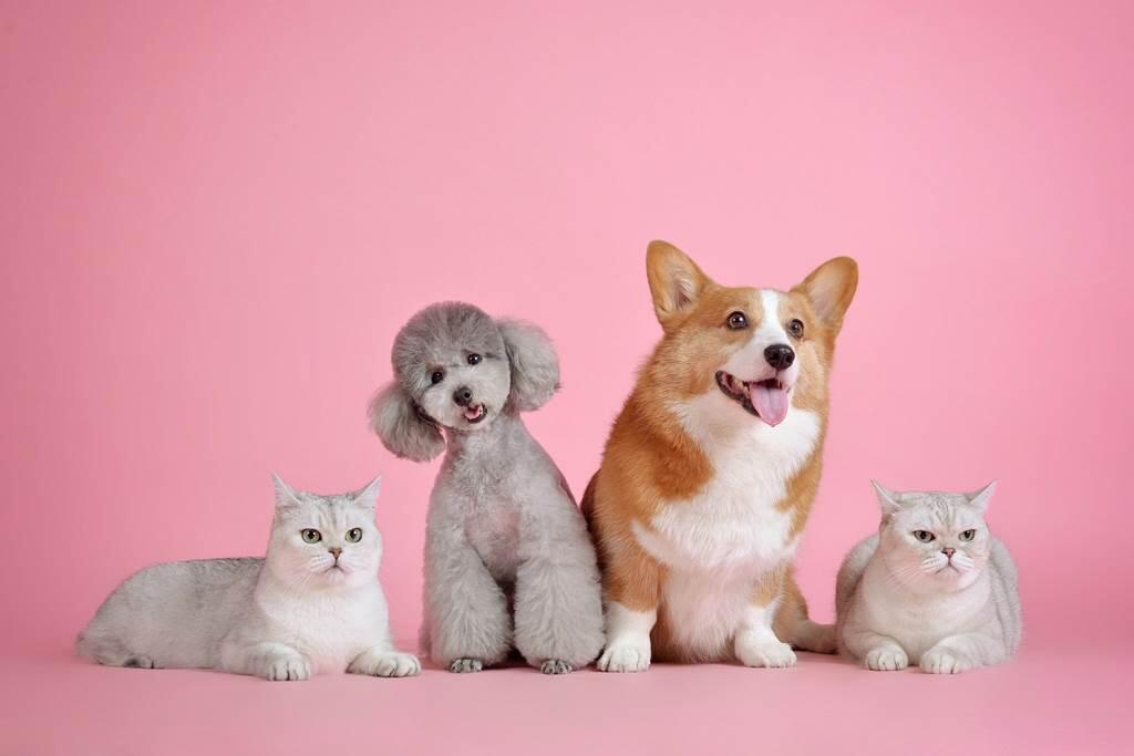 Chien et chat