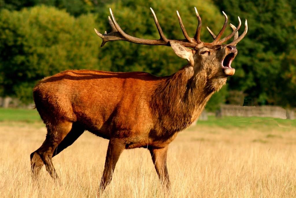 Brâme du cerf