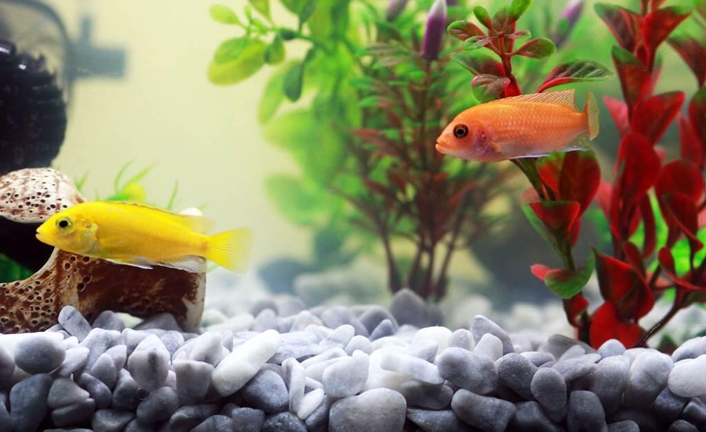 Club aquariophile