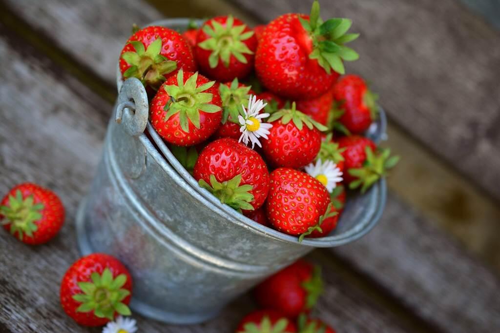 fraises alexandre castagné