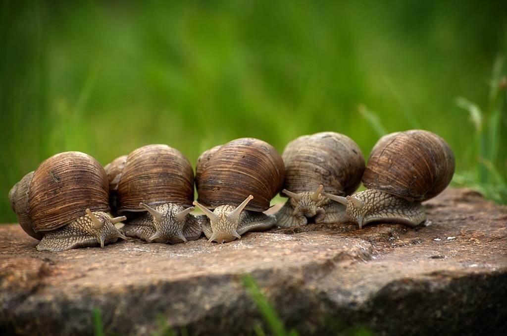 À la Découverte des Escargots des Tourbières des Sources de la Bar