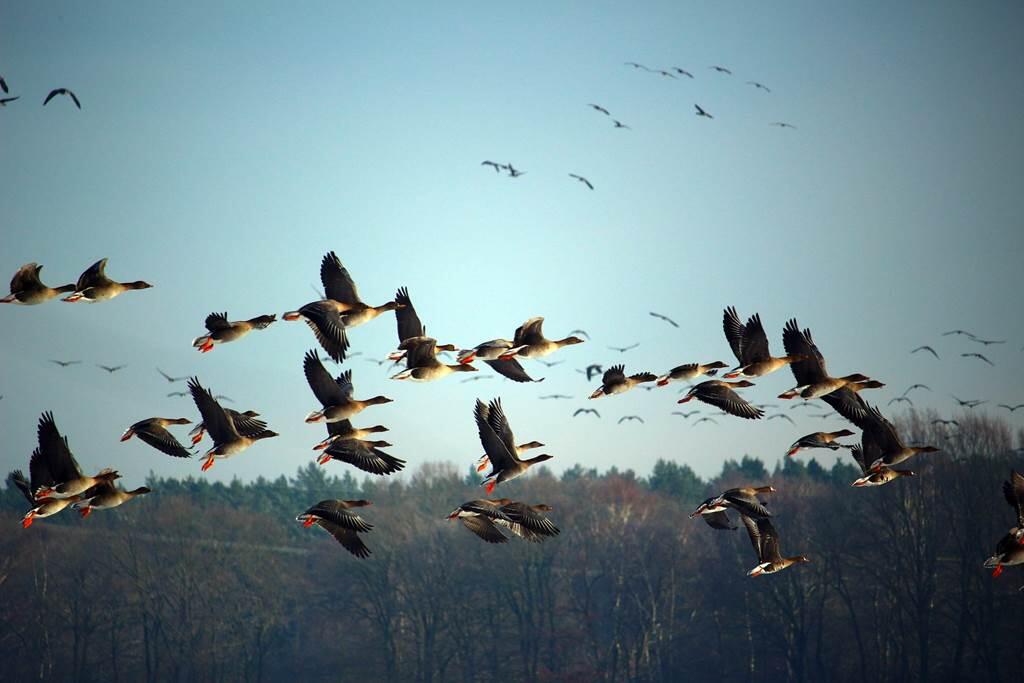 Oiseaux migrateurs