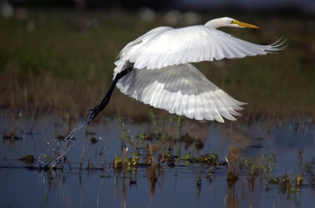 Aigrette