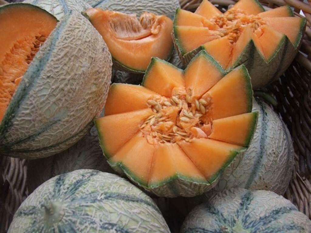 melon