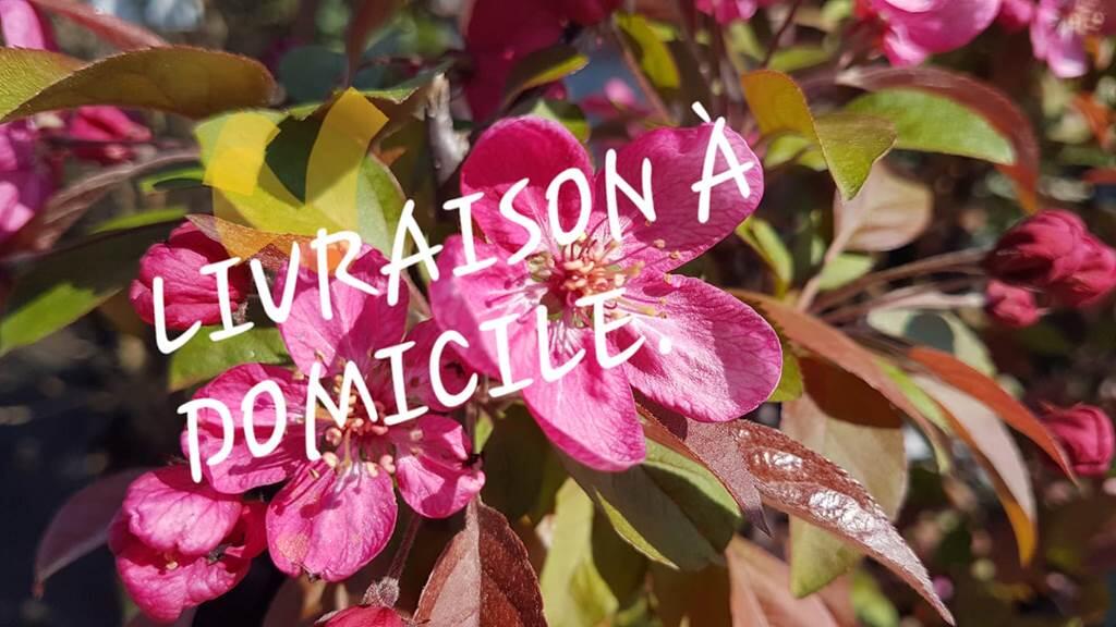 Les 4 saisons du jardin