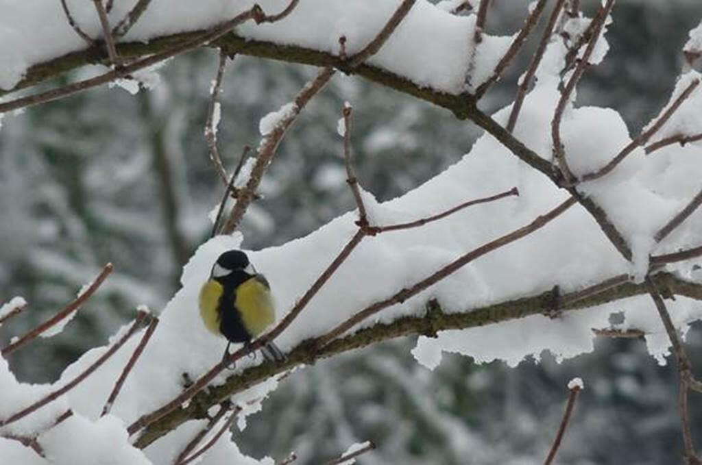 Sortie nature : Jeu de piste "Les oiseaux de la forêt"