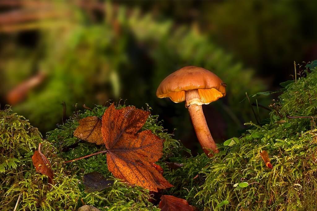 Champignons