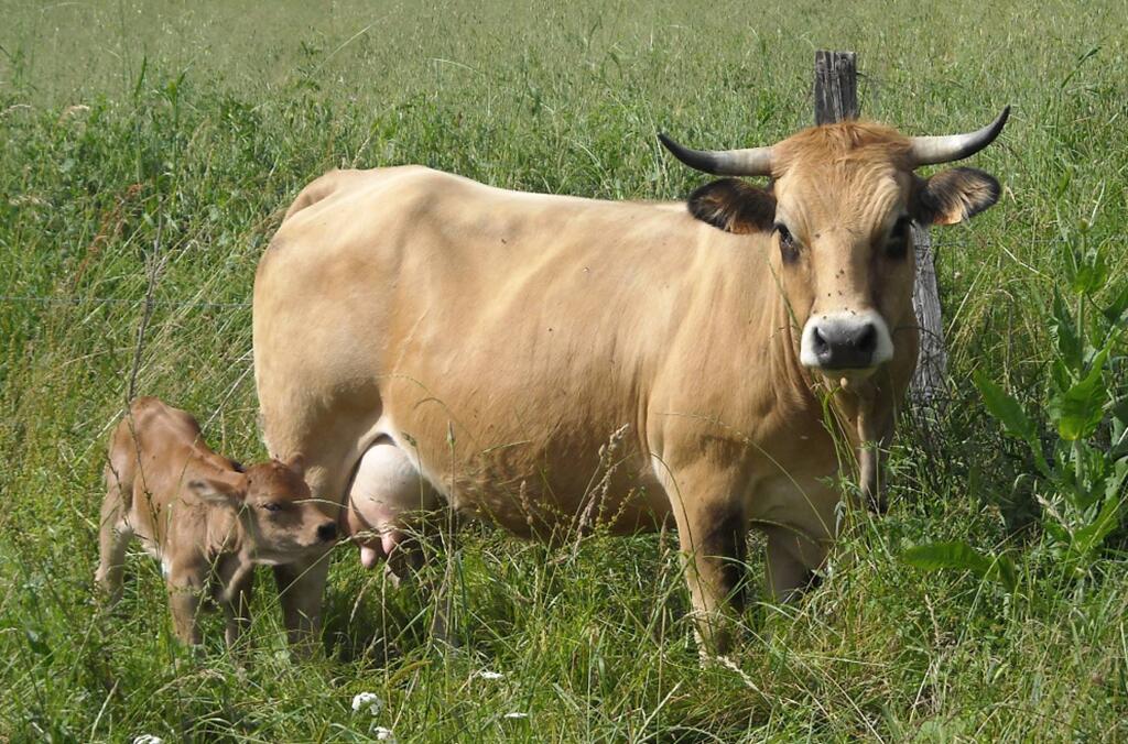 Ferme de Lauzeral