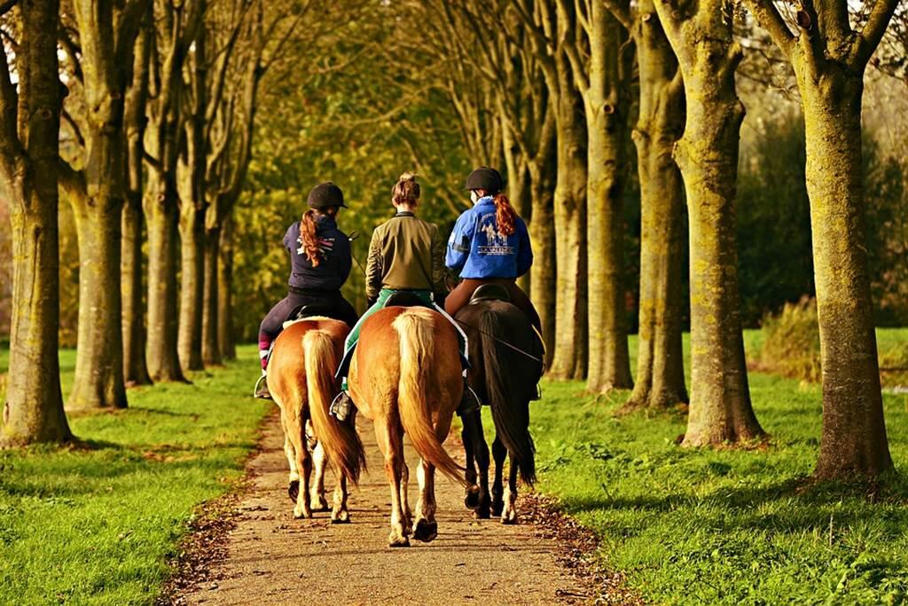 Equitation