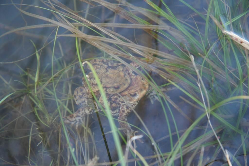 Petites bêtes de la mare - amphibiens