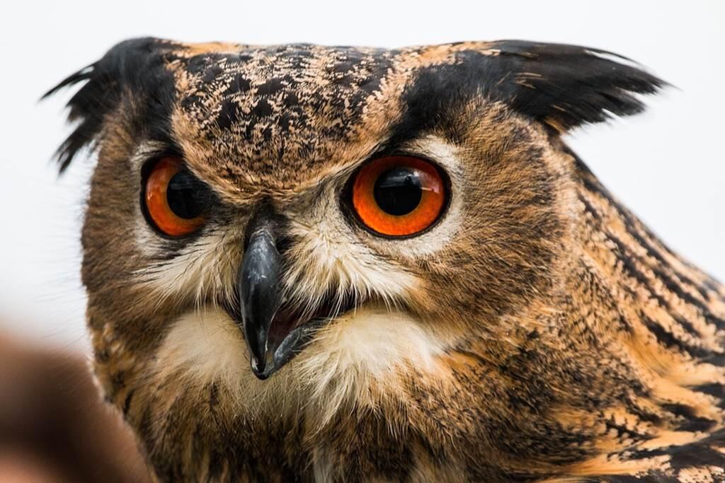 Grand Duc