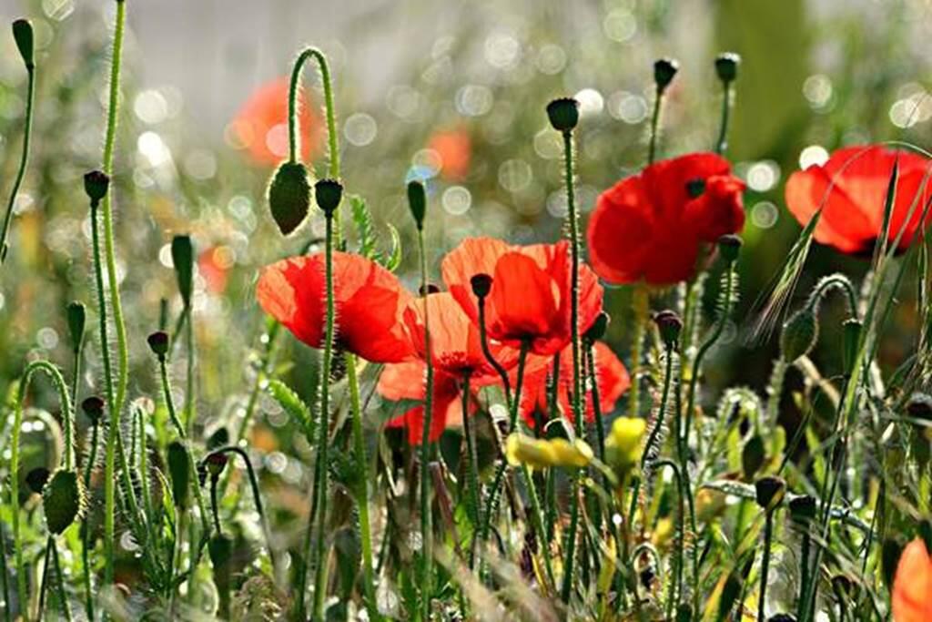 Sortie nature : Les plantes médicinales