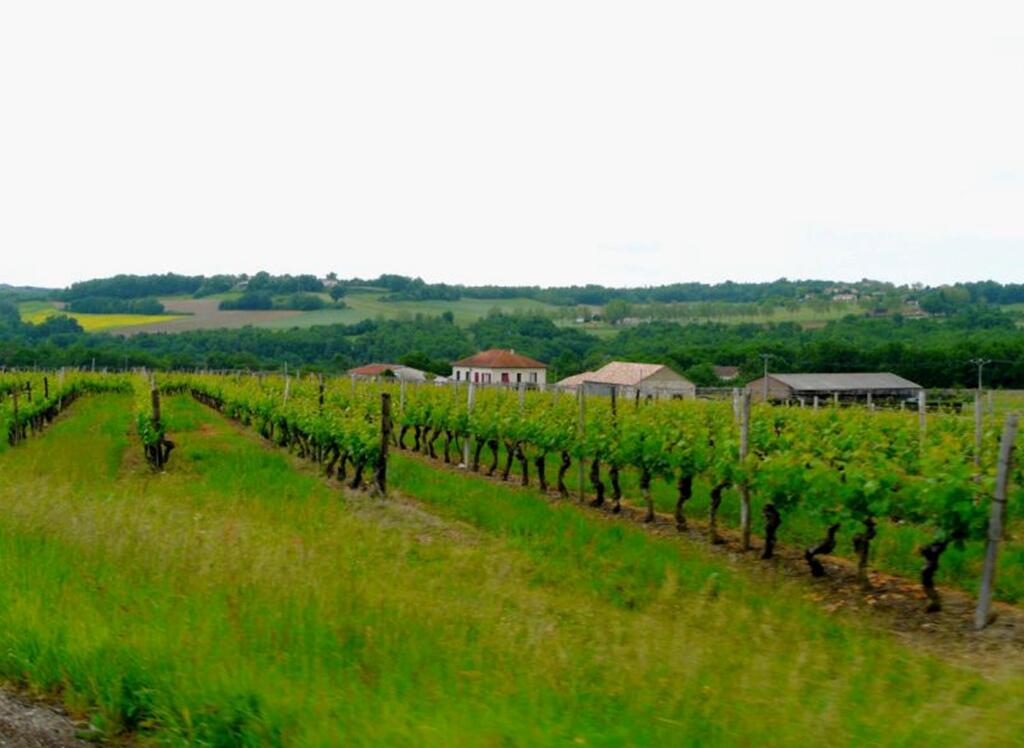 Domaine du Gabachou vignes