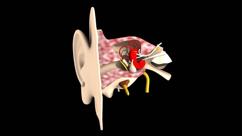 Oto-Rhinolaryngologue