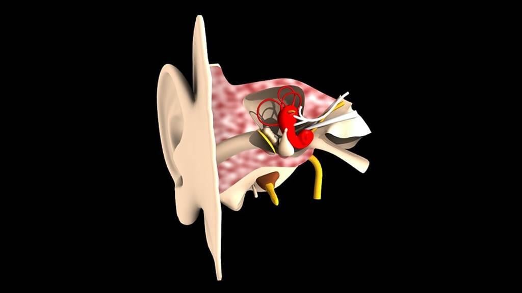 Oto-Rhinolaryngologue