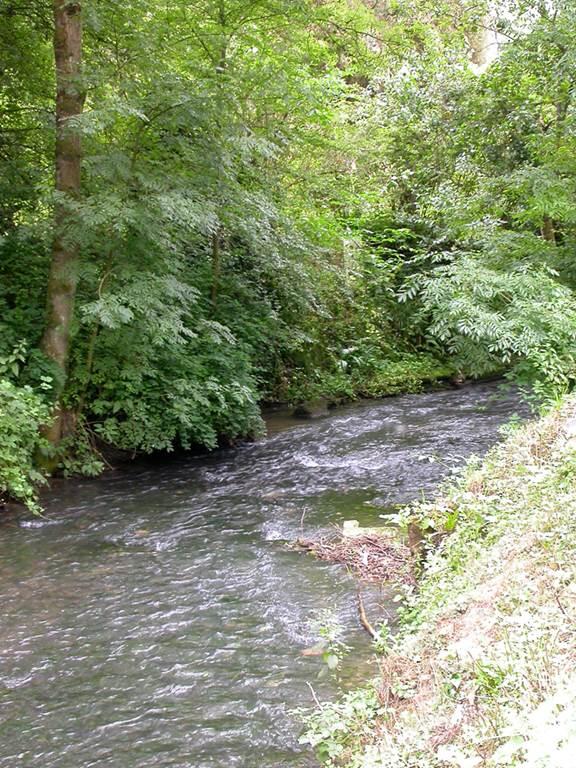 Le Bois des Dames