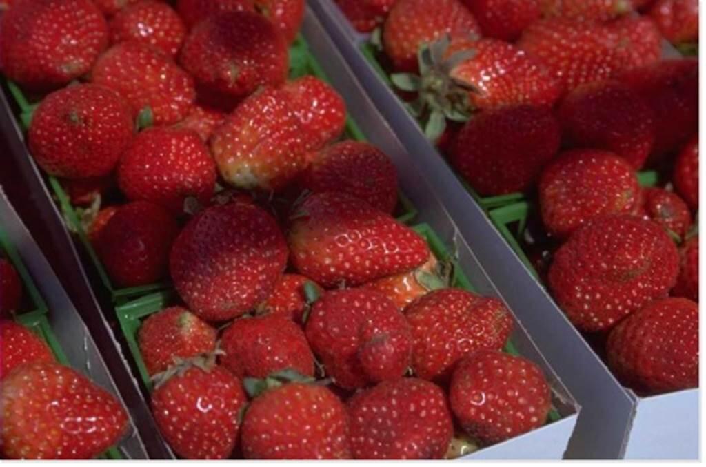 Gardez la fraise