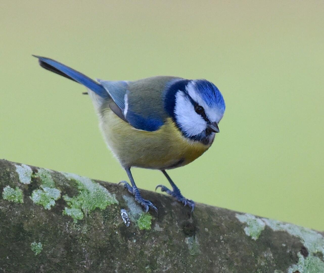 mesange bleue